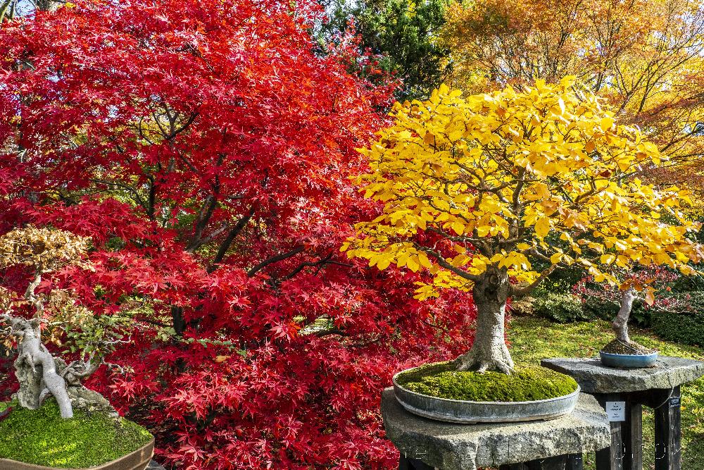 Botanick� zahrada Praha Troja - bonsaje