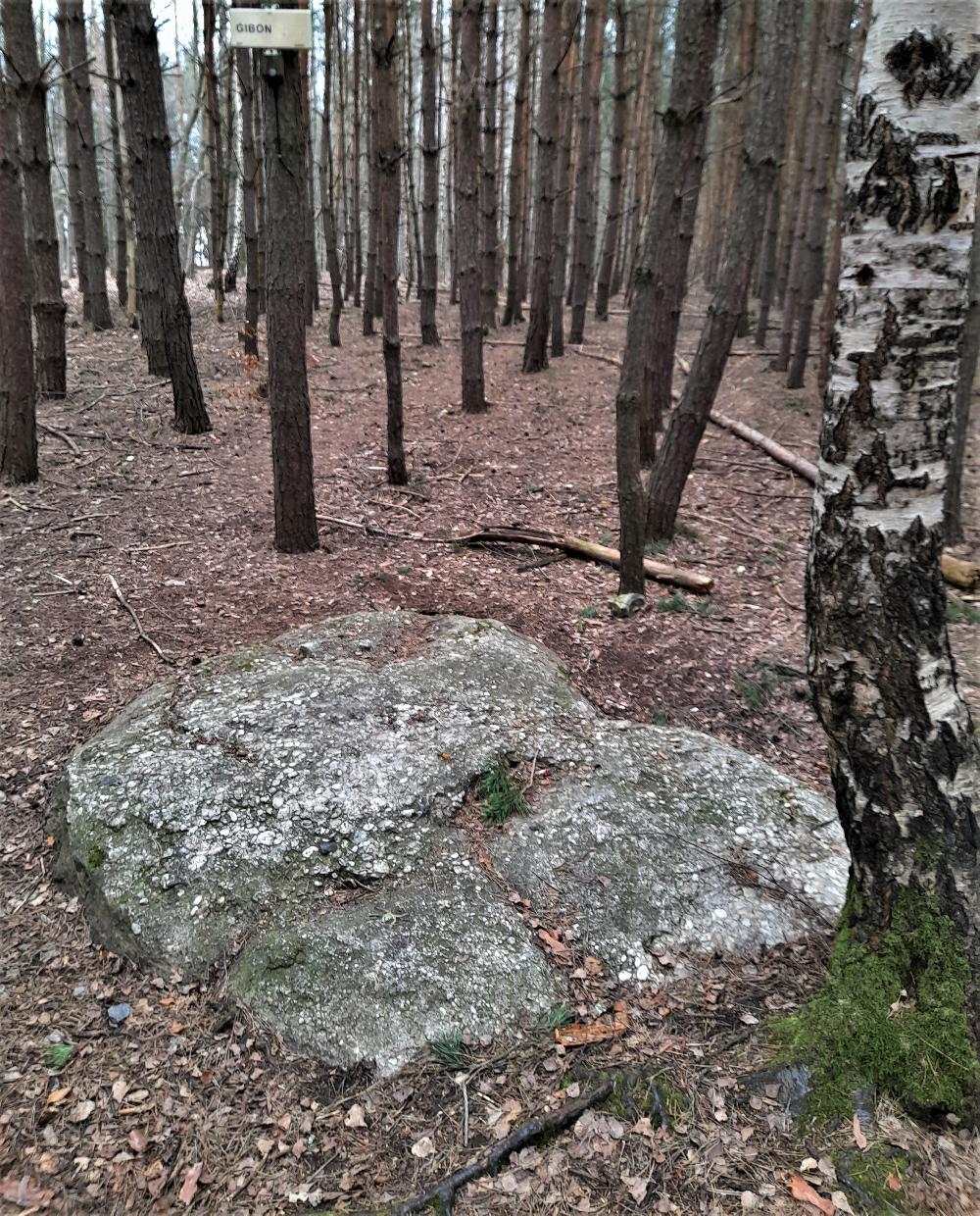 Nejvt kmen Gybon, i Gibbon. Naun stezka Kounovsk kamenn ady.