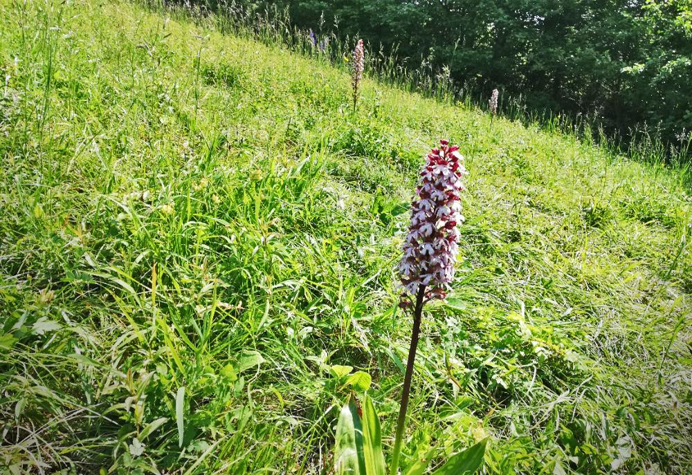 Nrodn prodn pamtka Bl strn u Litomic - vstava nachov