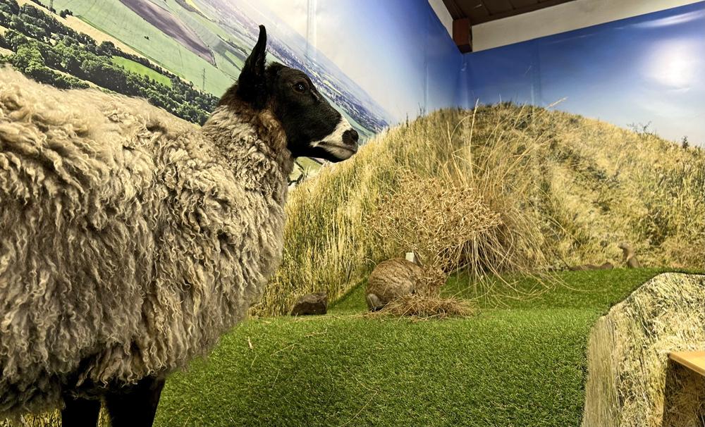 Ove�ka v expozici Stepi Lounsk�ho st�edoho��  - Oblastn� muzeum Louny