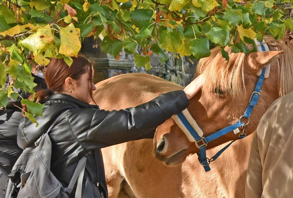 P�i akci podzim na vesnici si m��ete pohladit hodn�ho kon�ka...