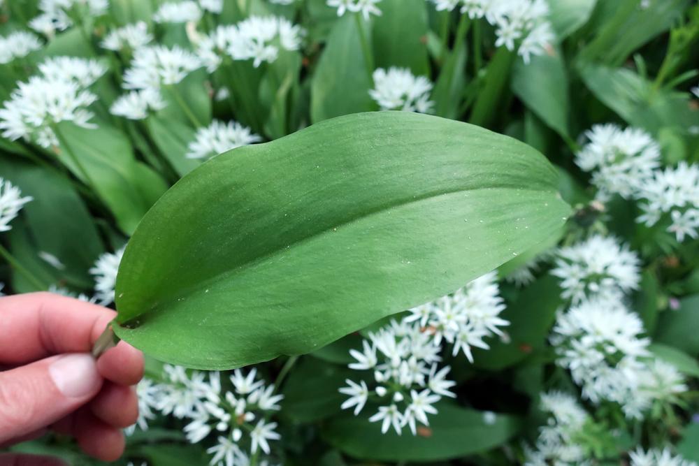 Medv�d� �esnek (Allium ursinum)