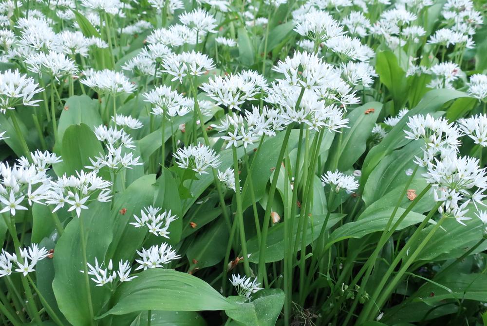 Medv�d� �esnek (Allium ursinum)