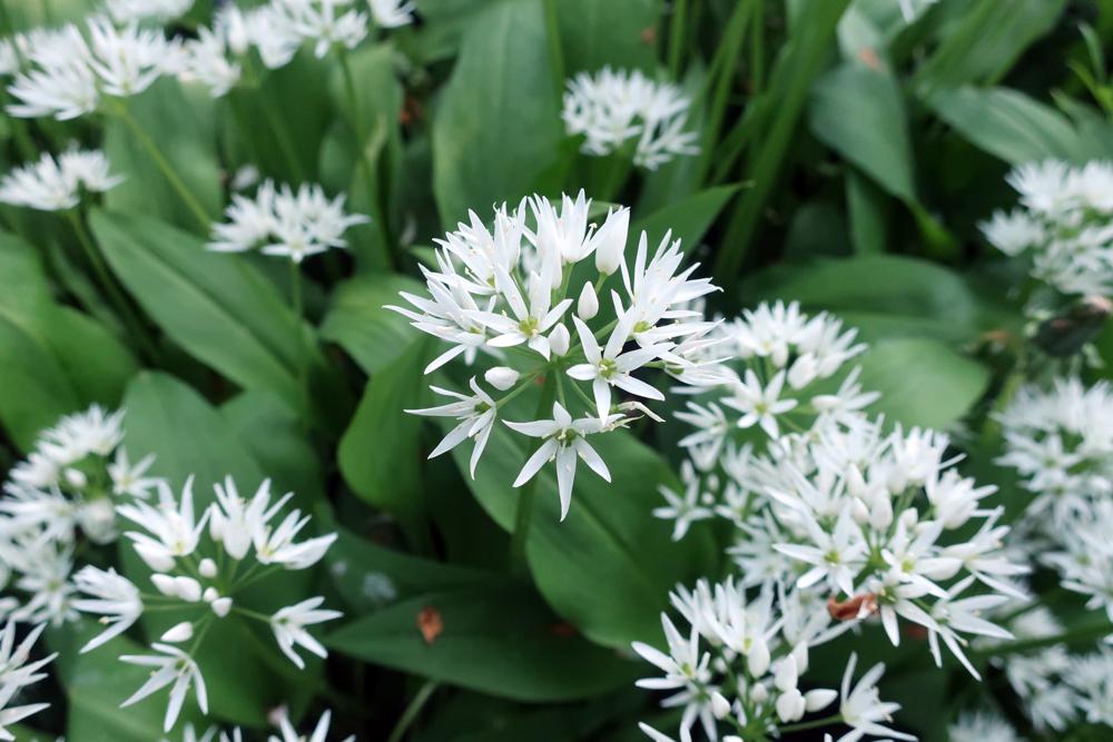 Medv�d� �esnek (Allium ursinum)