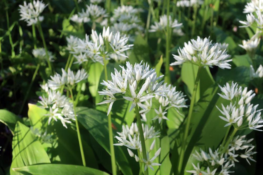 Medv�d� �esnek (Allium ursinum) - kv�t