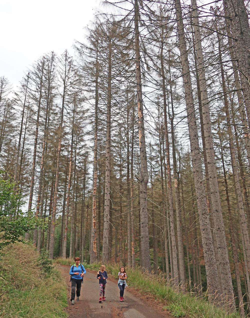 Omezen na trasch NP esk vcarsko - okol Doubice