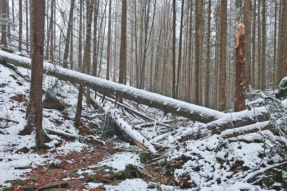 Omezen na trasch NP esk vcarsko