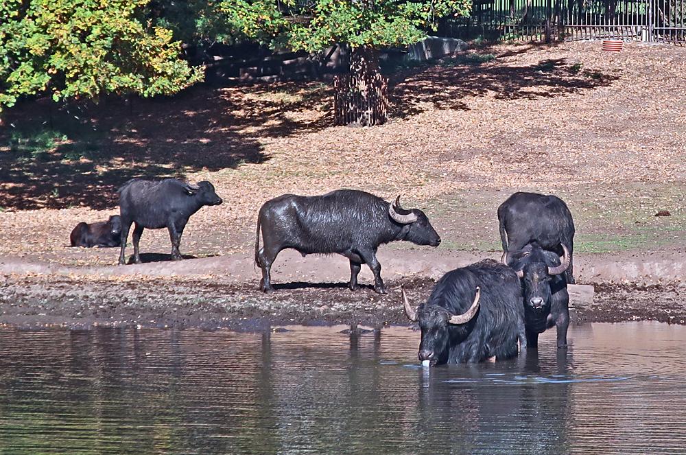 Zoopark Chomutov si zakld na tom, aby zde zvata mla prosted podobajc se voln prod. 