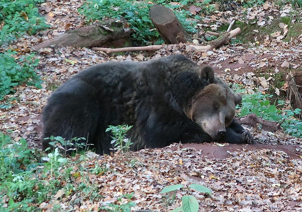 Zoopark Chomutov - medvd