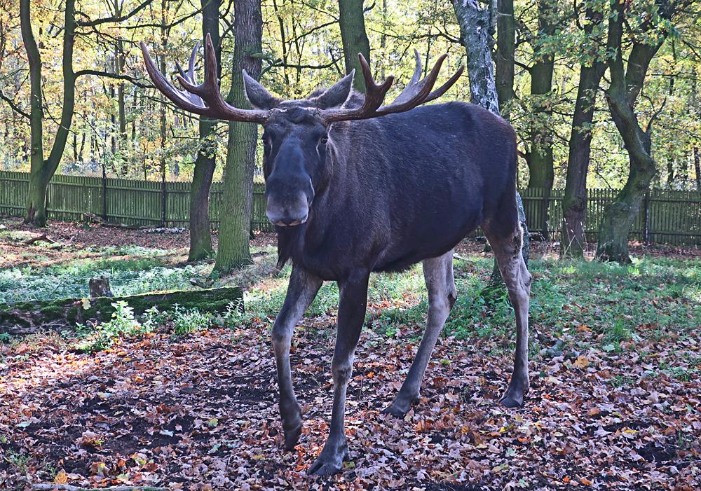 Zoopark Chomutov - los