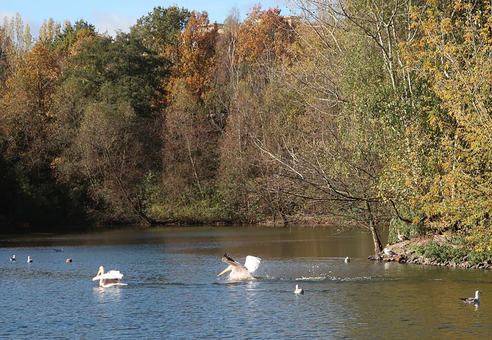 Zoopark Chomutov - pelikni