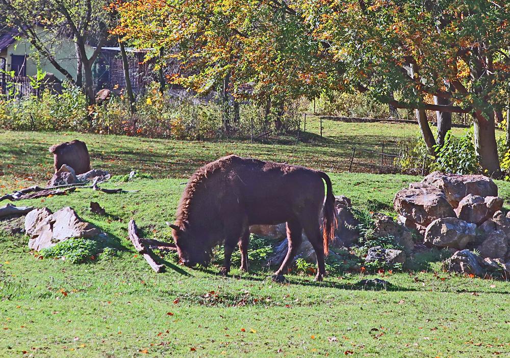 Safari Chomutov - Zubi evropt.