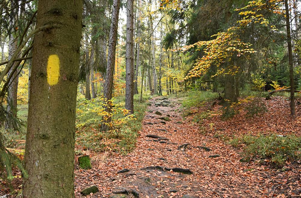 Lesn stezka Saskm vcarskem - Forsteig Elbsandstein.