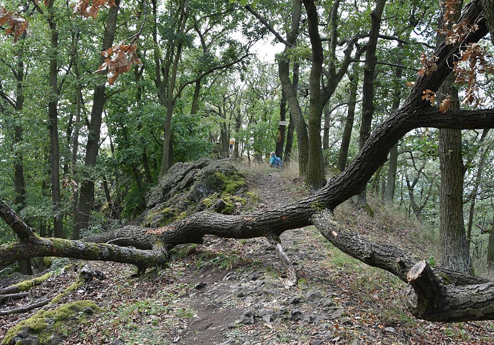 Krkav�� sk�la v �esk�m st�edoho��.
