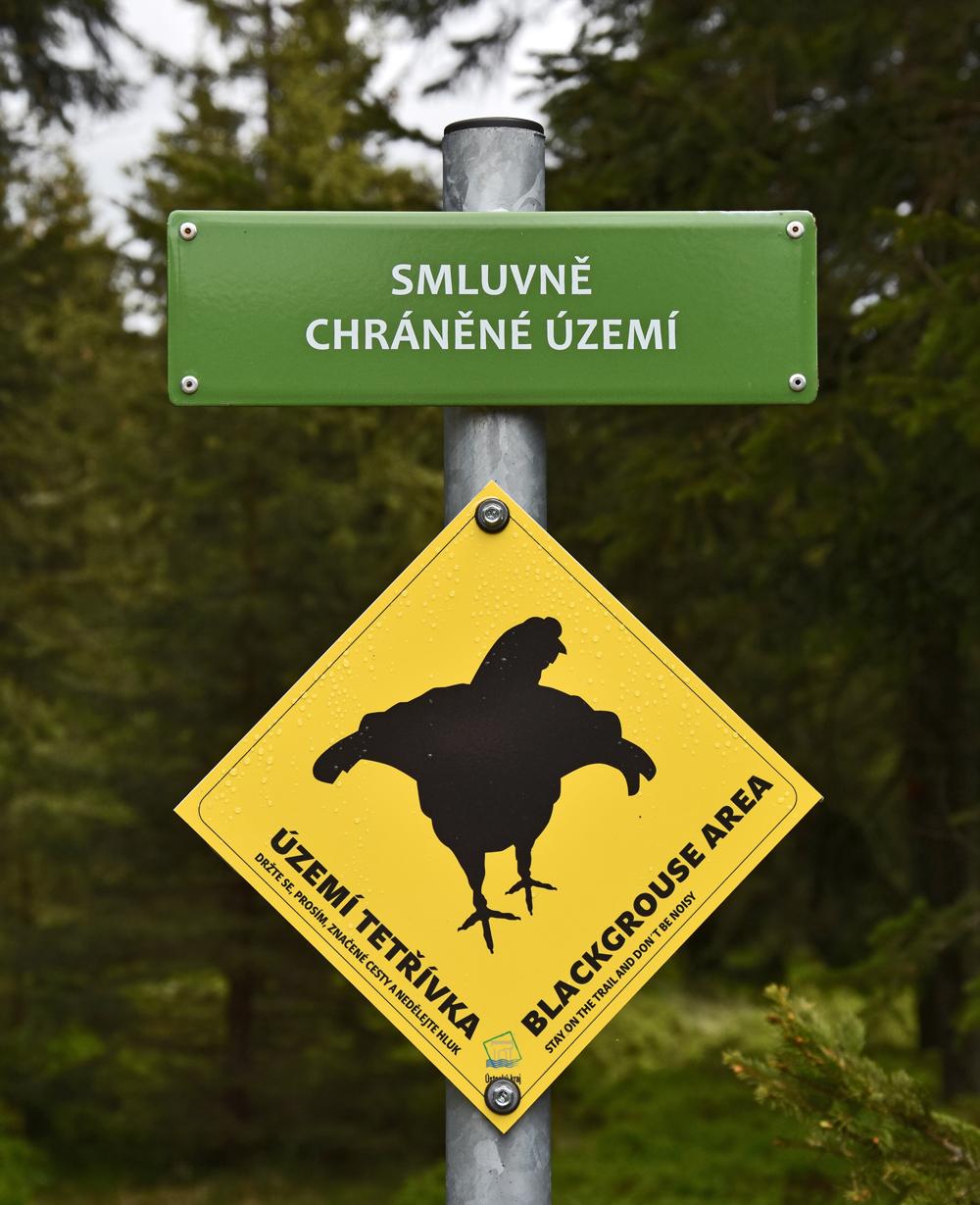 V les�ch mezi Kl�novcem a M�d�ncem se vyskytuje ohro�en� tet��vek obecn�.