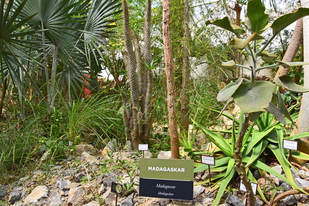 Tropick� sklen�k teplick� botanick� zahrady - expozice Madagaskar.